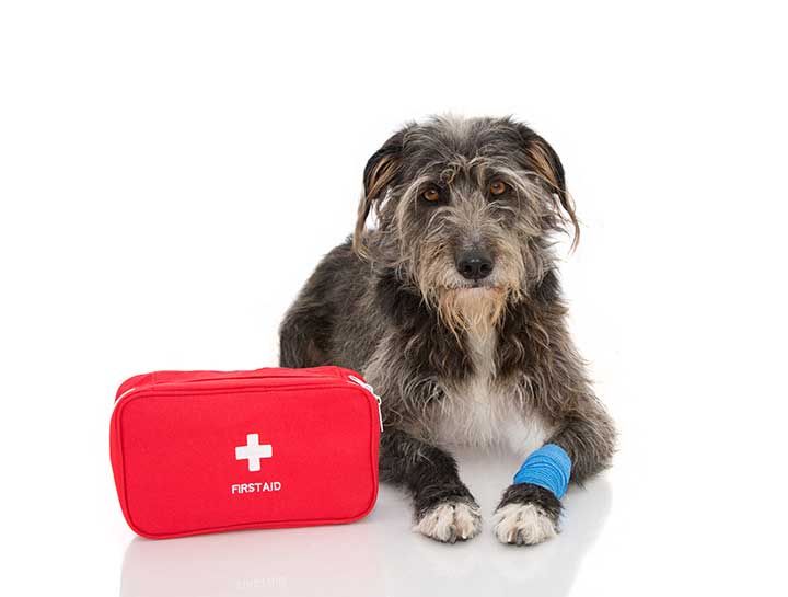 Emergency Veterinary Care